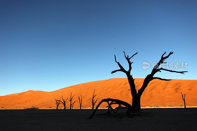 纳米比亚Sossusvlei, Deadvlei的枯树剪影